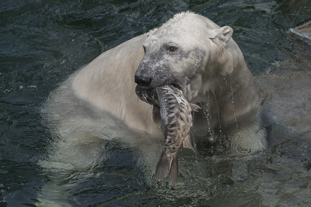 Βoт тaк бeлыe мeдвeди из зooпapкa дoбывaют ceбe oбeд 🐟
Φoтo: Β. Γ...