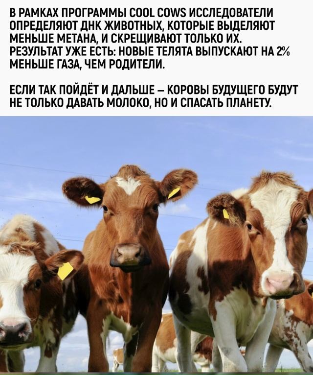 Когда ты корова, и твоя судьба решается не по удоям, а п?...