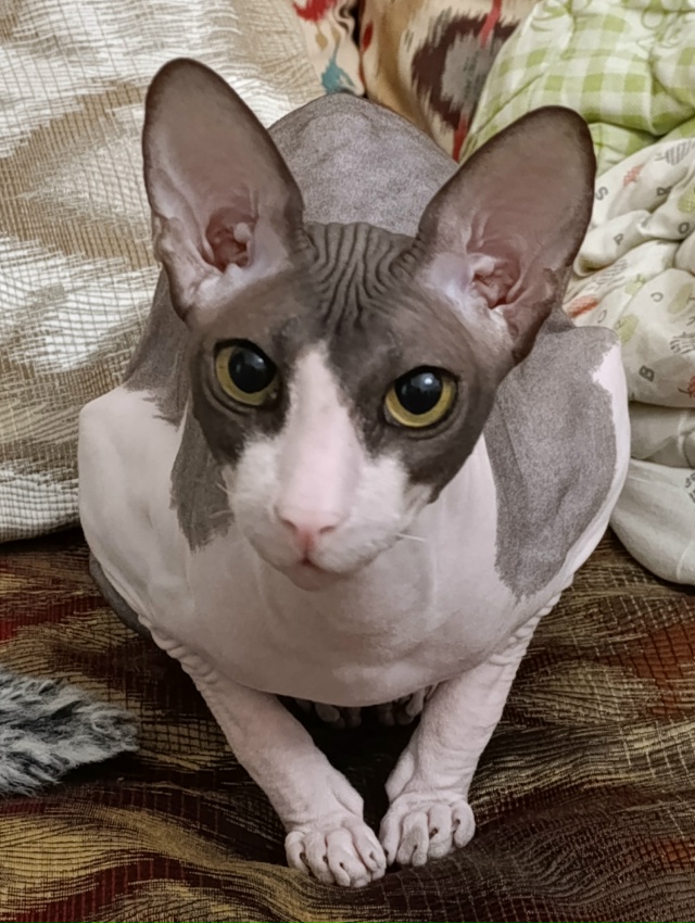 У меня дома живёт яйцо.
Как бы вы назвали его? Мне кажет...