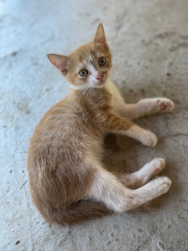 Котенок мальчик
Отдам в хорошие руки
За комментариям?...