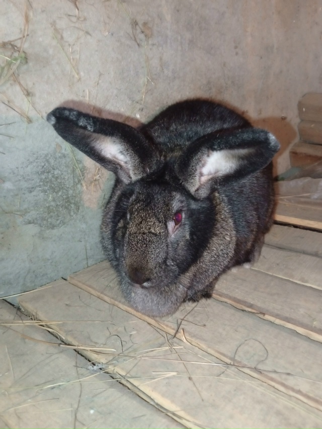 Продам крола и крольчиху на племя и есть еще крольчата ...