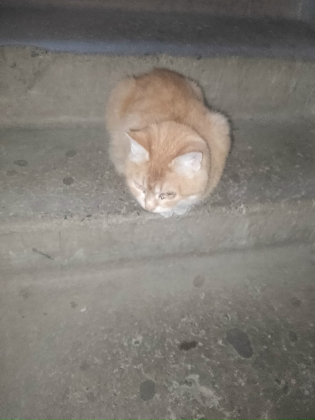 Кто принес на Химиков 7 ,подьезд 3 ,кошку промтывшую с ми...