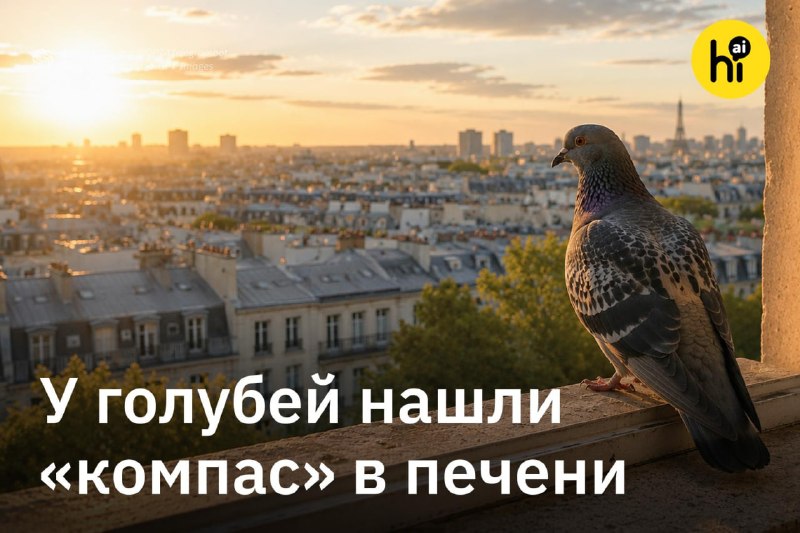 ✈️ Голуби печенью чувствуют магнитное поле
У голубей в печени нашли необычный «компас». Ученые из И