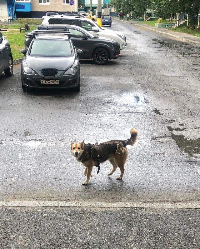 Чья собачка в шлейке? Находится в центре уже несколько ...