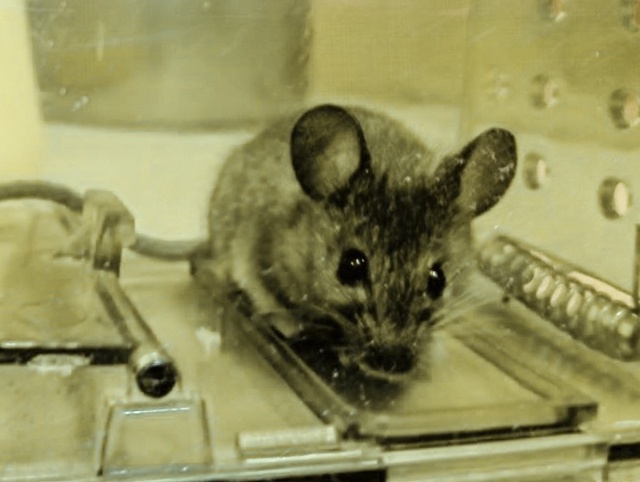 ❗️ Что делать, если в доме появились насекомые или гры...