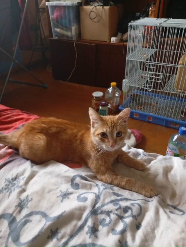 Отдам рыжего котенка в добрые руки кот к лотку приучен ...