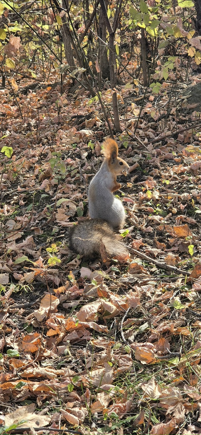 🐿🐿🐿 Белочки-красотки в парке Строителей 🍂🍂🍂
Фот...