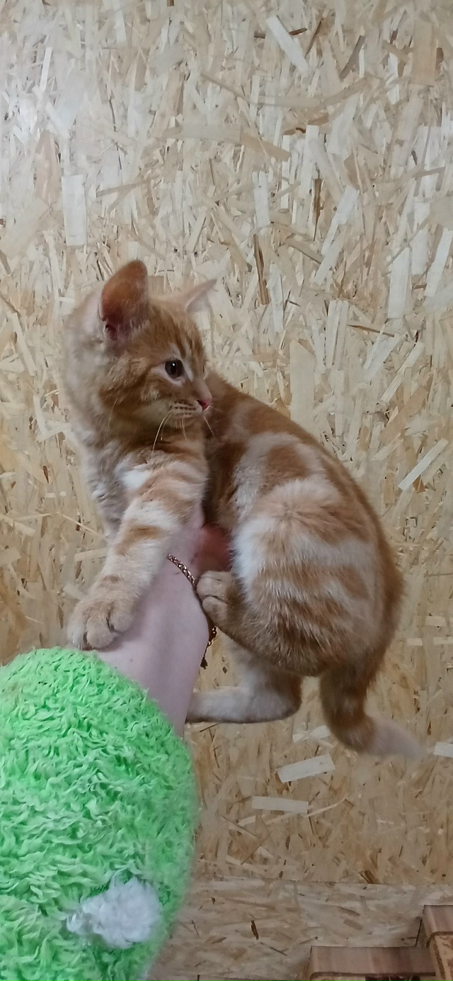 Найден котенок, звоните 89200463355