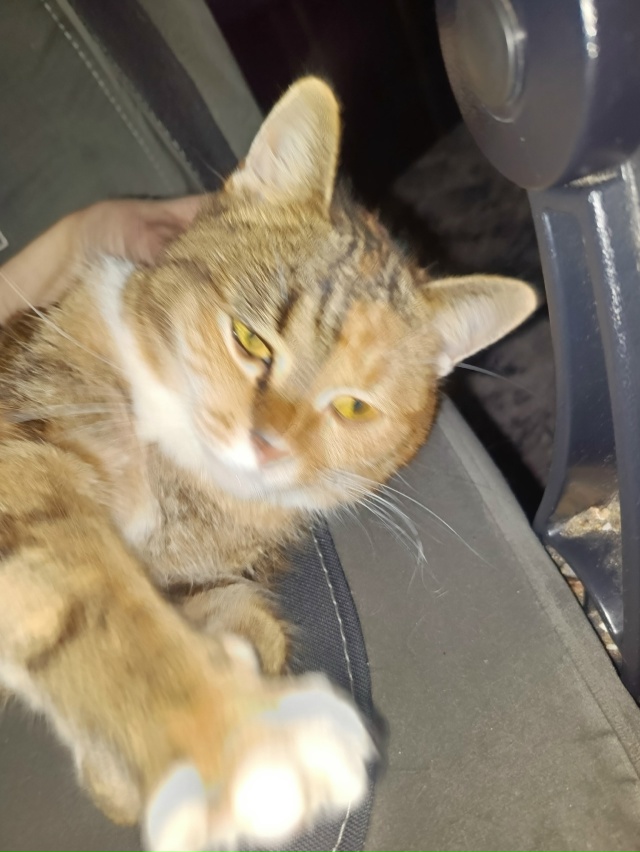 ни у кого кошечка не пропадала? очень ласаовая, привычк...