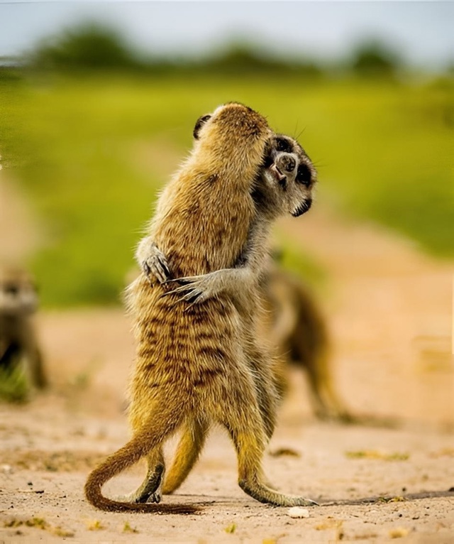 Сурикаты обнимаются не потому, что мёрзнут, а потому чт...