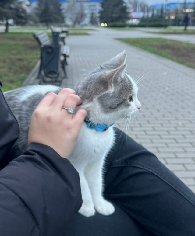 Потерялся котик в центре, чей?