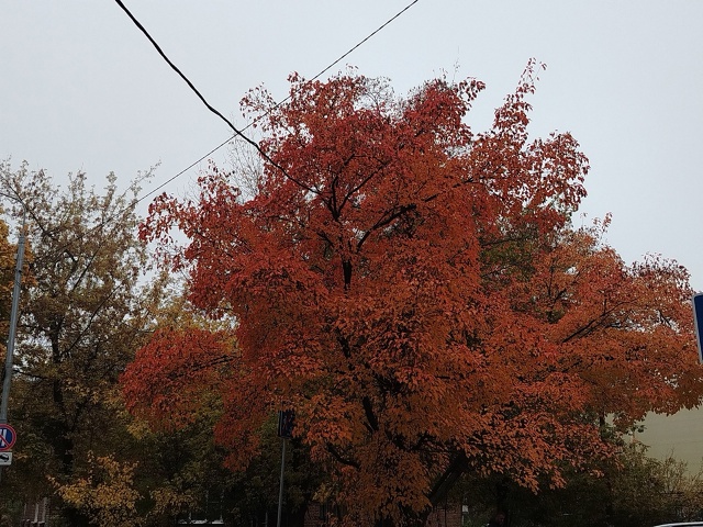 Утренняя красота 🍁