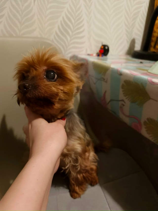 Всем добрый вечер, кто потерял собаку???
Пишите в коммен...