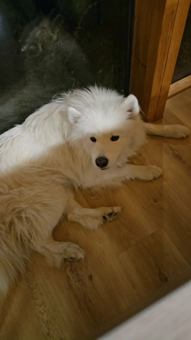 Потерялась собака по кличке Чика породы самоед. Белая, ...