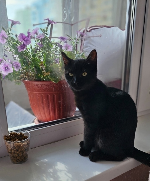 🖤 🧛‍♀Ласковый котомальчик ищет себе новый дом ❤🐈??...