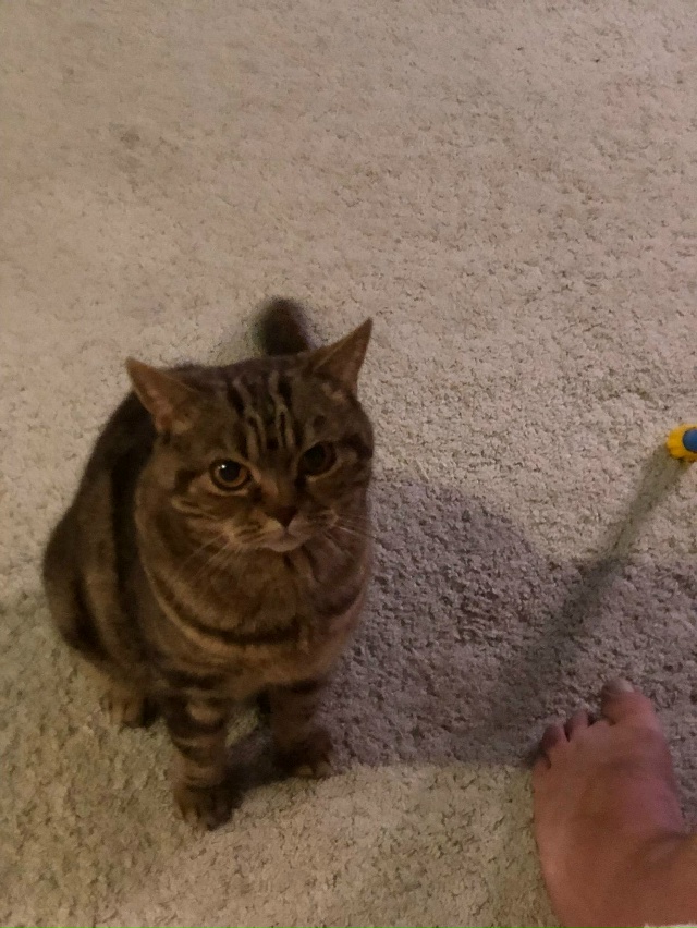 Пропала кошка, может к кому прибилась отзывается на си?...