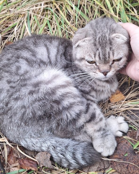 Котик породистый. Находится на стоянке Заводской пр. д....