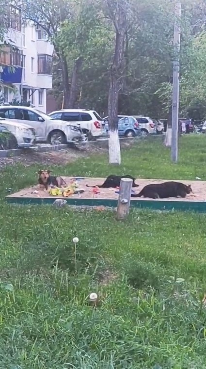 Coбaки вмеcто детей😱
A в вaшем двopе тaкже или тoлько у нaс ...