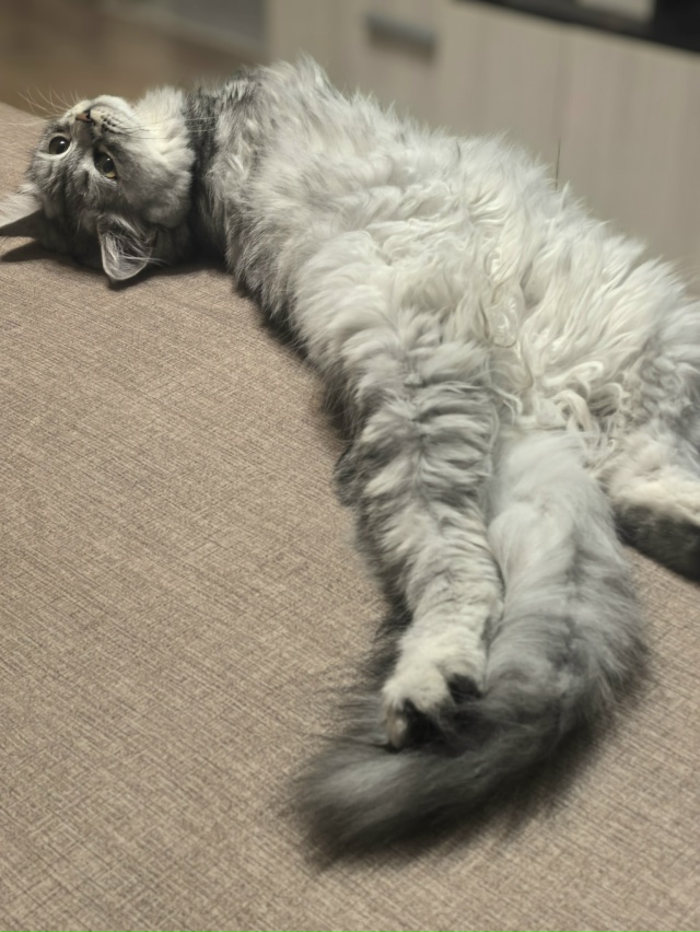 Богиня дивана- Шушечка❤️грация , харизма , обаяние- эт?...