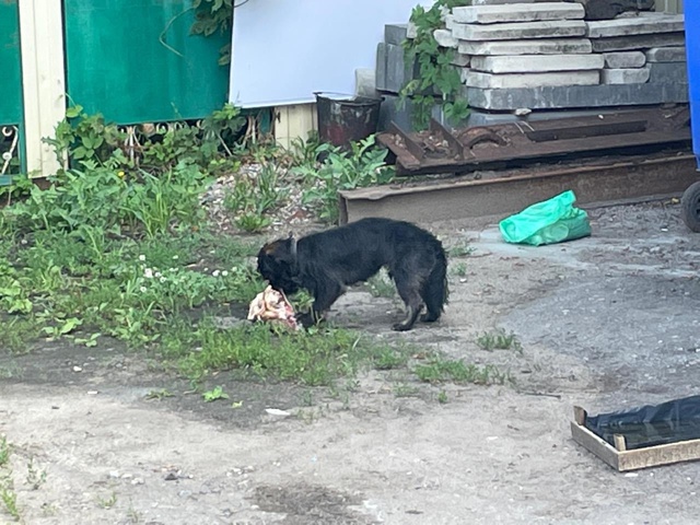 Чья собака, бегает около светофора