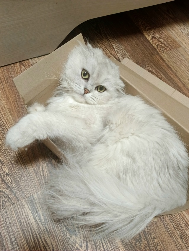 Потеряли котика по кличке Ризли. В районе Кирова 30. Выш?...