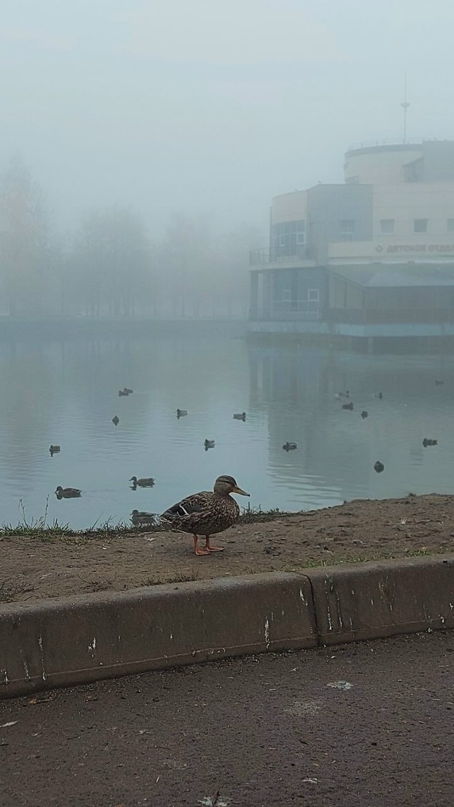 Брагино в тумане. Листайте.