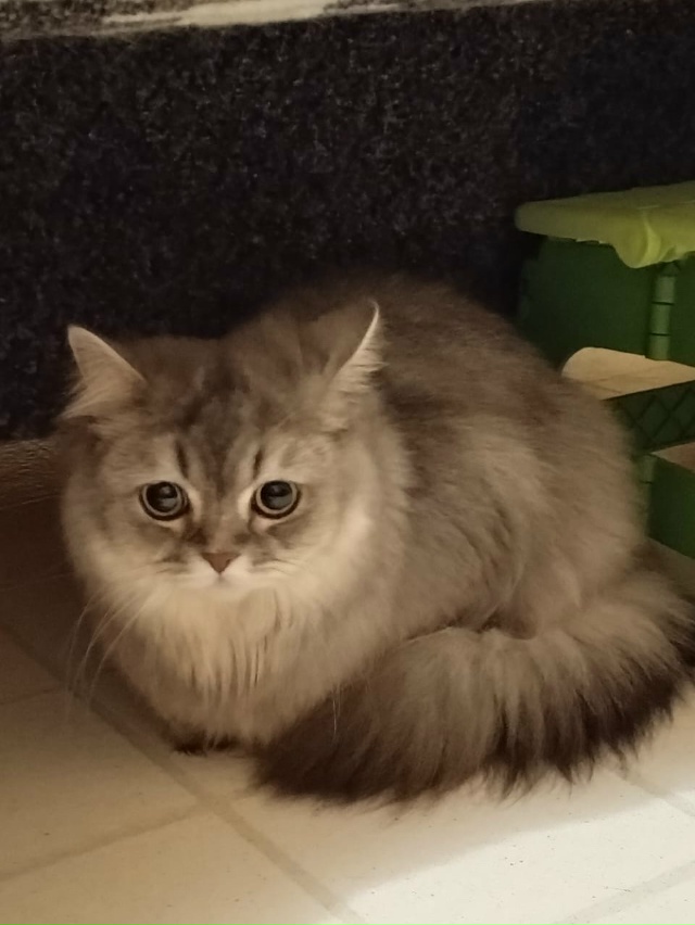 ?Шлиссельбург Кировск ???
?Это чудо бегало в Шли?...