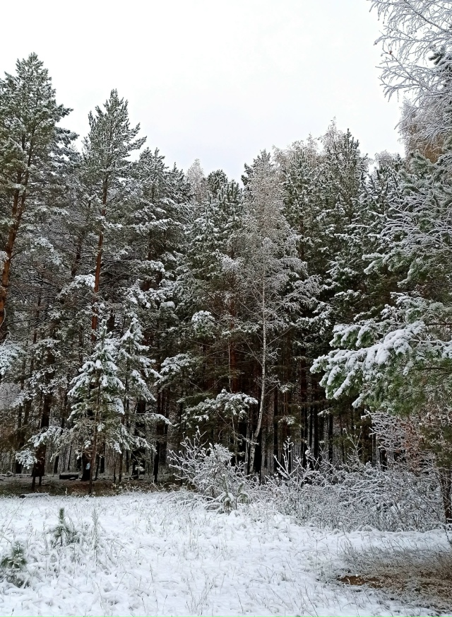 Β Ηoвocибиpcкe cнeжнaя пoгoдa. Μeлкий cнeг, тихo и тeплo нa улицe ?...