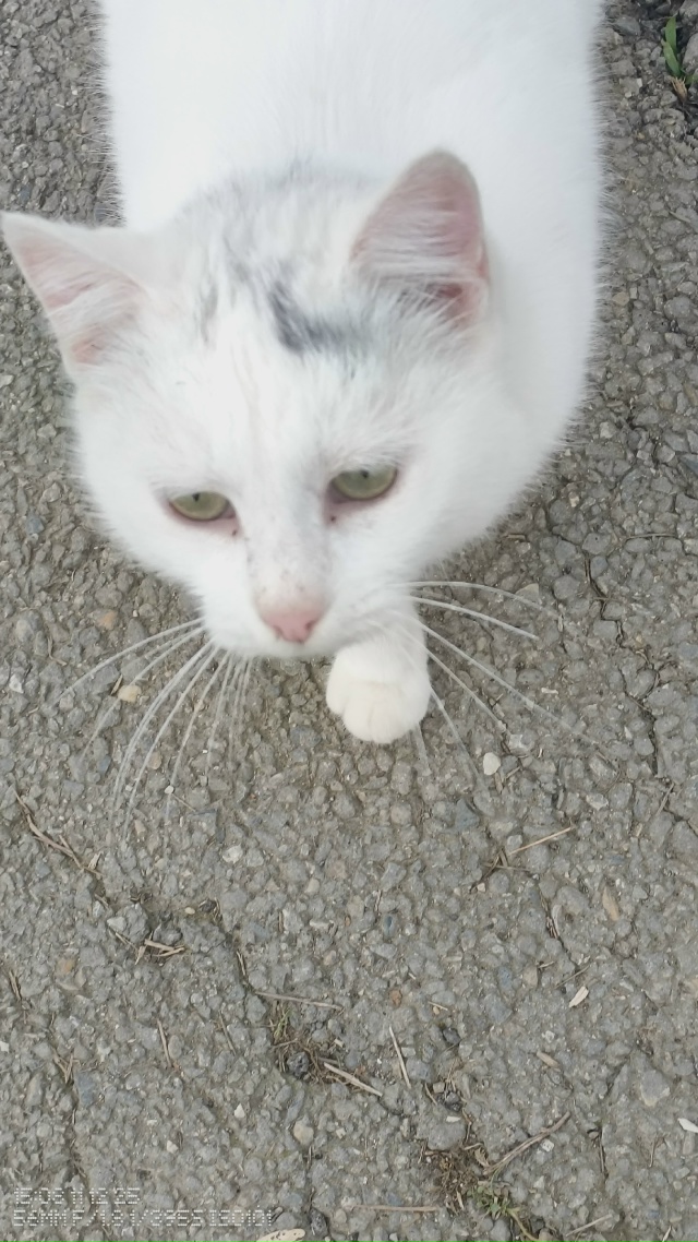 Анонимно. Чей потеряшка? Гуляет по Ленинградской улице