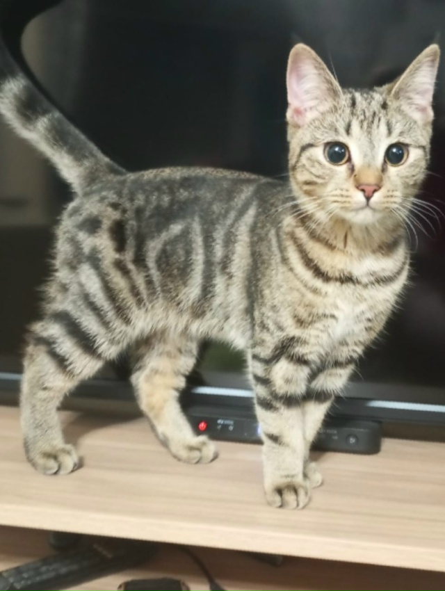 Прибились котята (мальчик и девочка), может кто-то ищет....