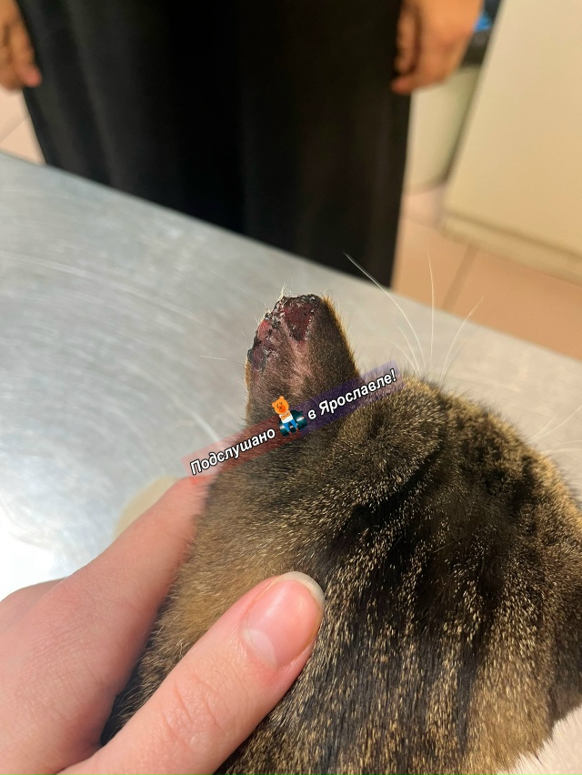 Здравствуйте! Прошу опубликовать пост с целью найти лю...