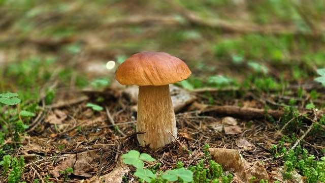 🍄‍🟫Грибная пора в Смоленском Поозерье
✍[club198339839|Не?...