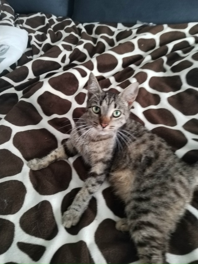 В добрые руки кошечки, все стерилизованны и обработаны...