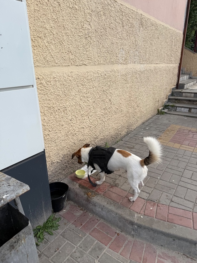 Чья собака 🐕 потерялась? Добрая, бегает за людьми с со?...