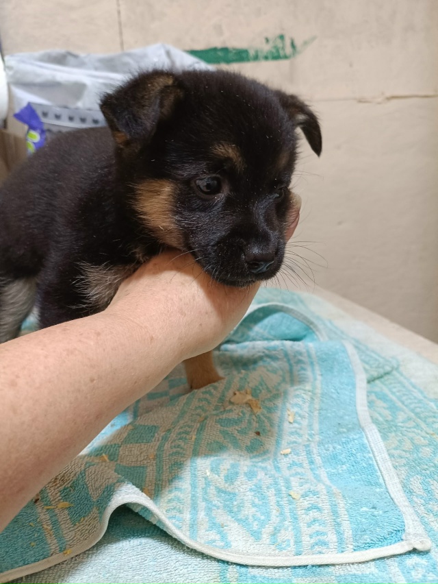 Мальчики в добрые руки. Выживают на улице.
Привезём
+791...