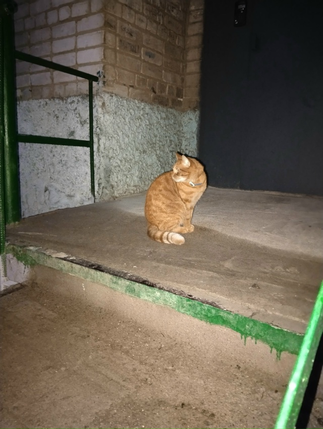 Появился котик,очень ласковый, ухоженный. Видно что до?...