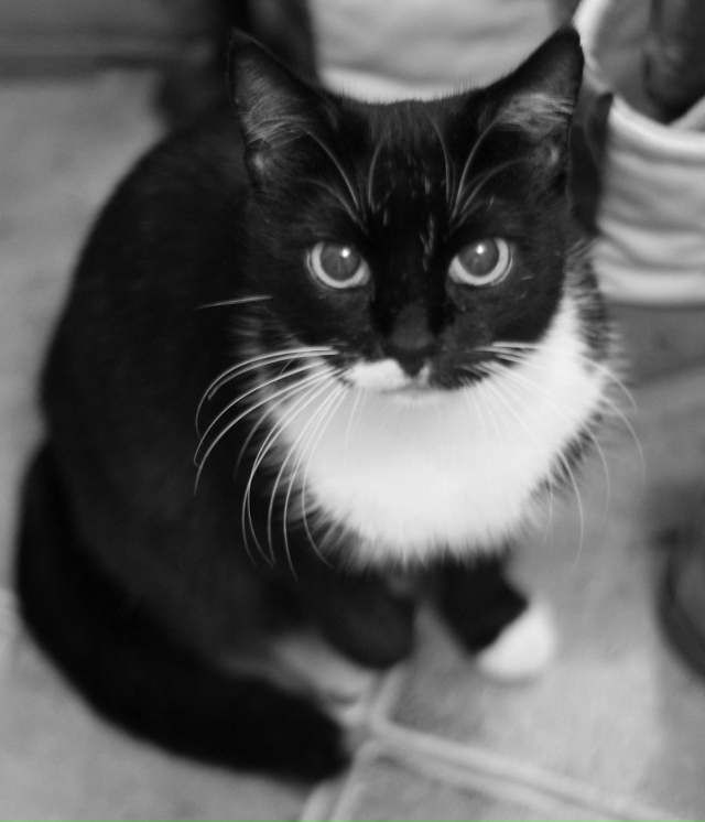 🆘 УБЕЖАЛА КОШКА! ПОМОГИТЕ НАЙТИ!🆘
05.11.2025 г между Пяте...