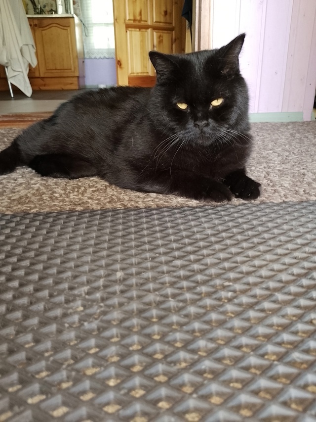 Мои любимые котики. Дворянин Косыгин 9 лет, и Черномырд?...