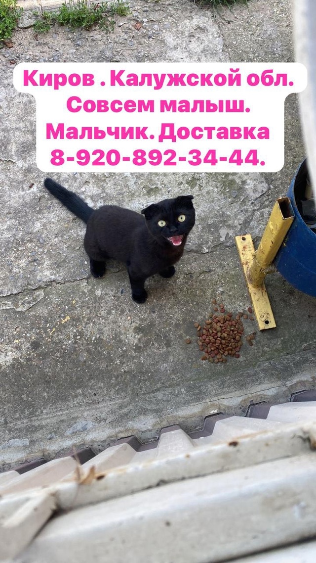 Киров . Калужской обл. 🆘🆘🆘🆘 Мальчик Уголек , ласков...