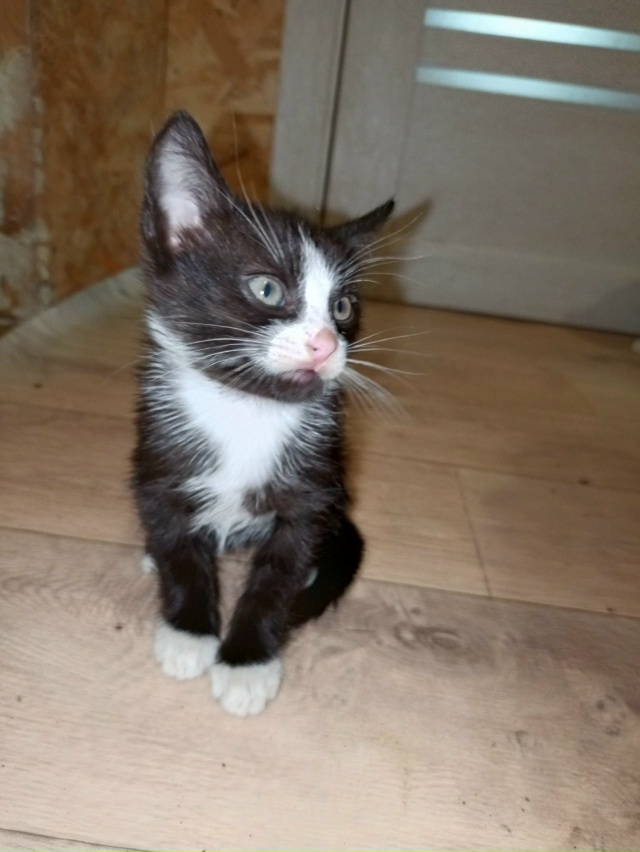 В добрые руки! Два мальчика, к горшочку приучены, игрив?...