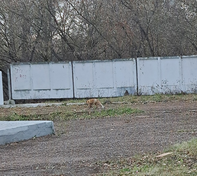 Здравствуйте, будте окуратны,возле стеклозавода ходит...