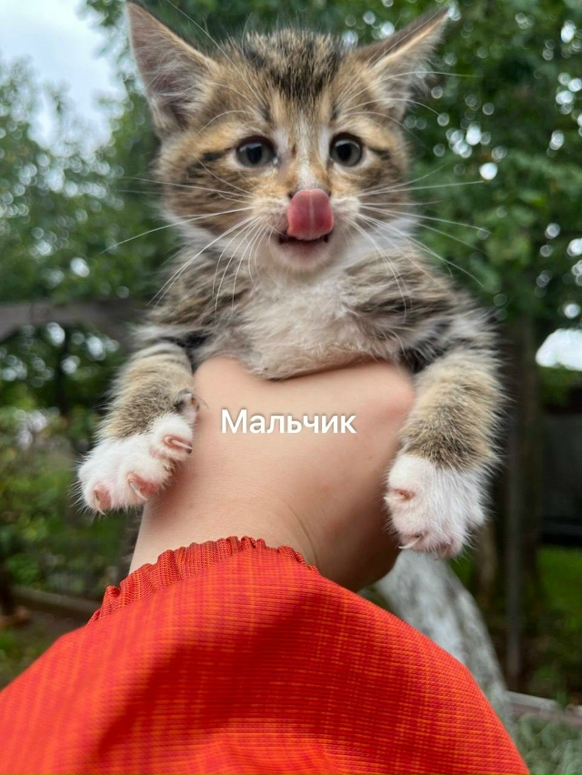 Санкт-Петербург и Ленинградская область
Мы — котята, ?...