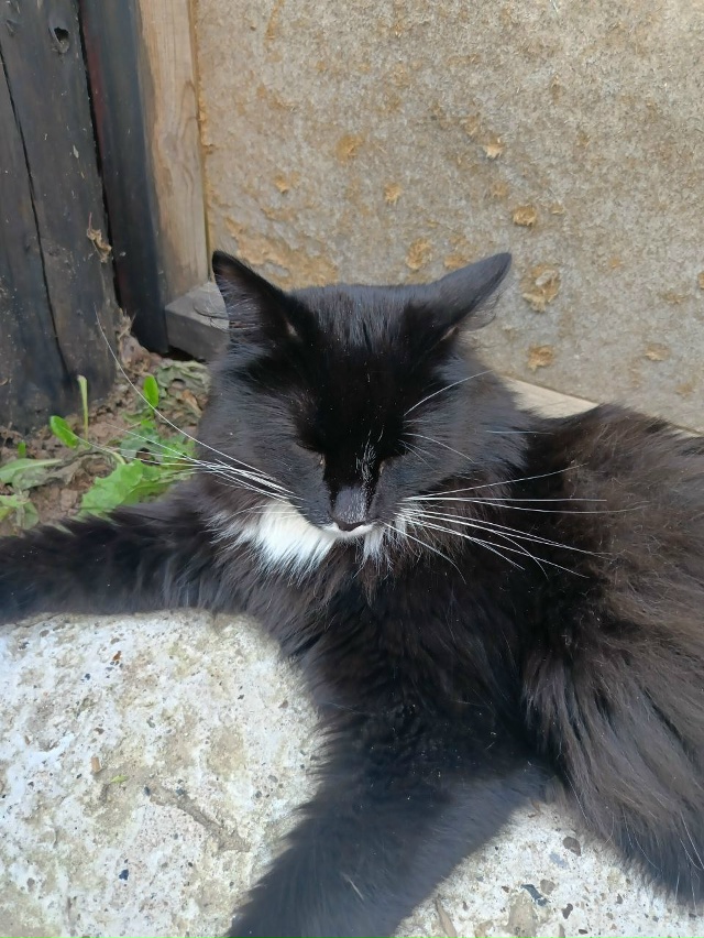 Потерялся кот в районе частного сектора на победе. Отк?...