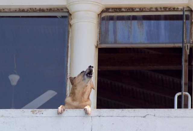 Вот недавно обсуждали собак. Какая то эпидемия пошла, в...