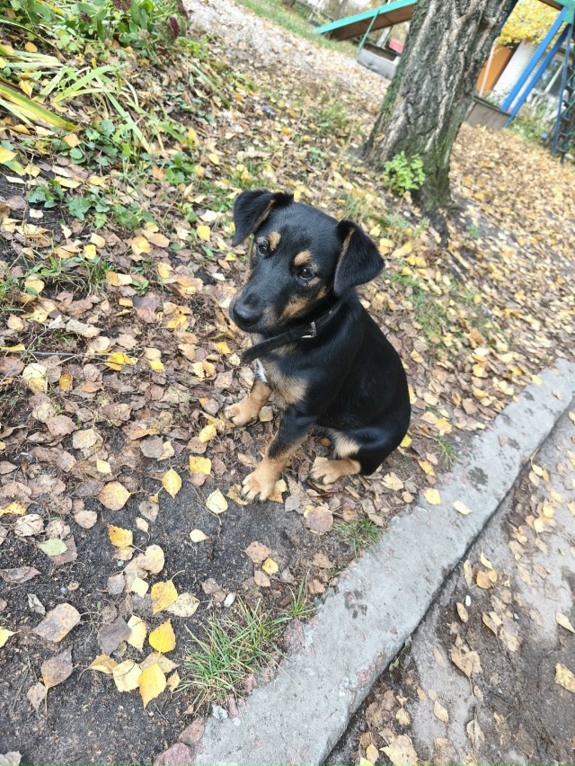 Может кто то потерял? Собачка маленькая, чистенькая, вр...