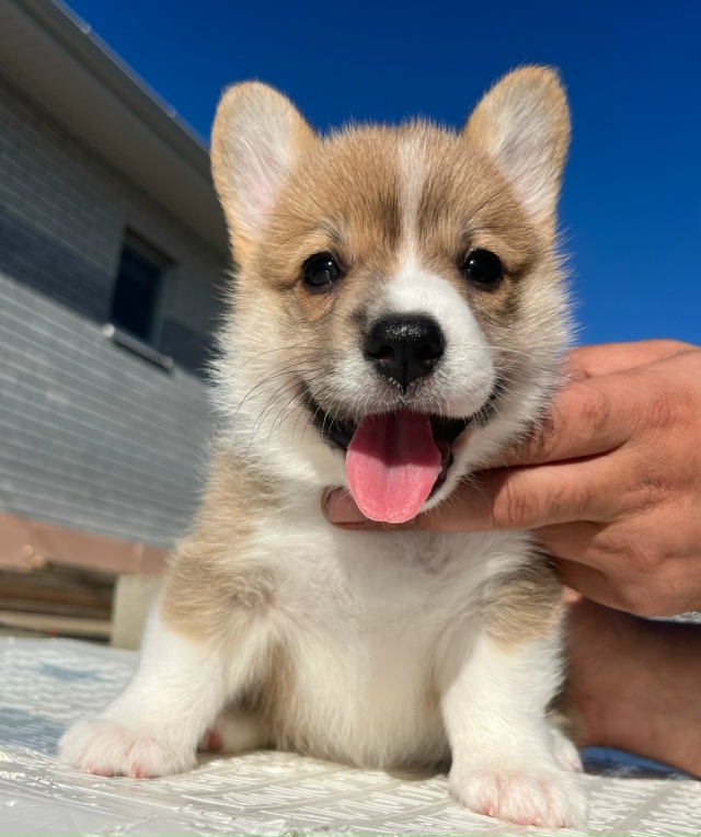К предварительному резервированию предлагаются щенки...