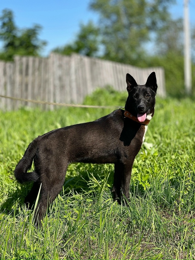А что такое счастье для собаки?
Не миска корма и вкусня...