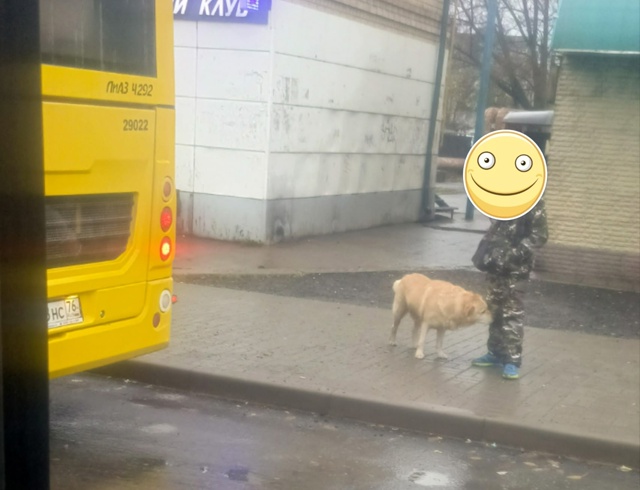 Чей пёсик на Кубе ищет хозяев?Кто то искал .