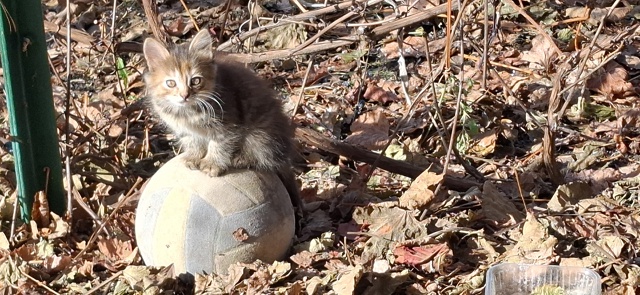 Котята в добрые руки. Кармаскалы