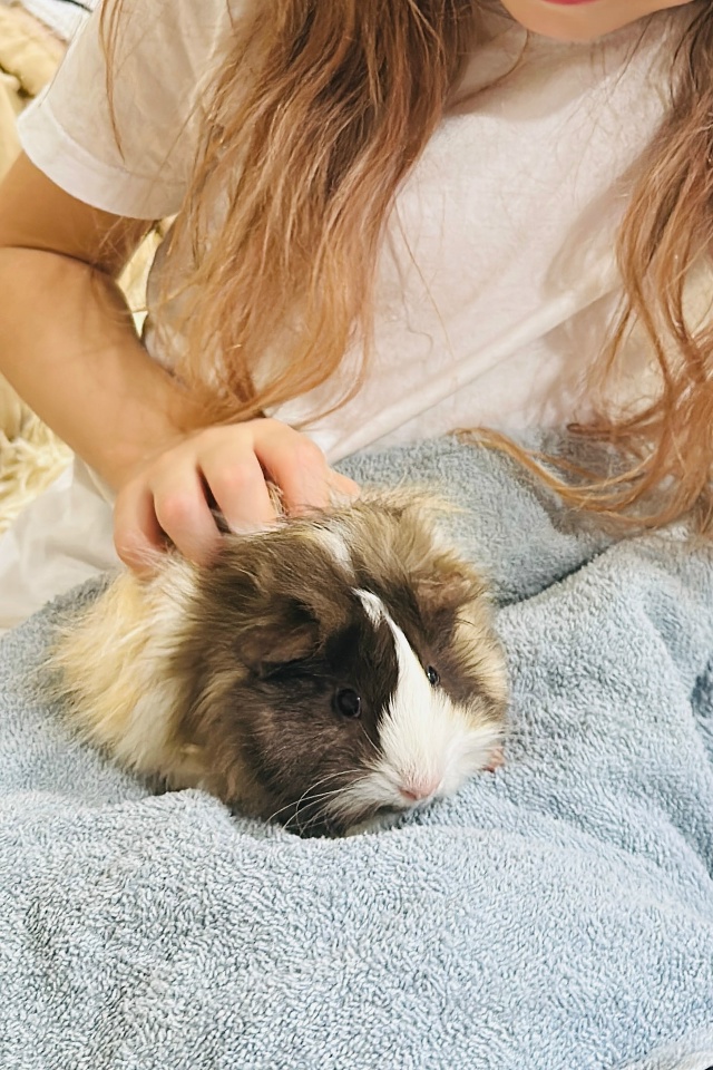 Морская свинка,3 месяца.Добрая и ласковая.
1500 рублей.Ес?...